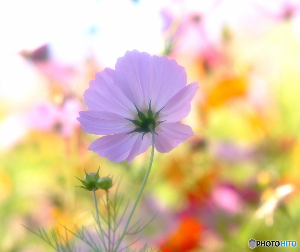 秋色スケッチ・2015