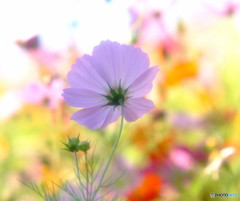 秋色スケッチ・2015