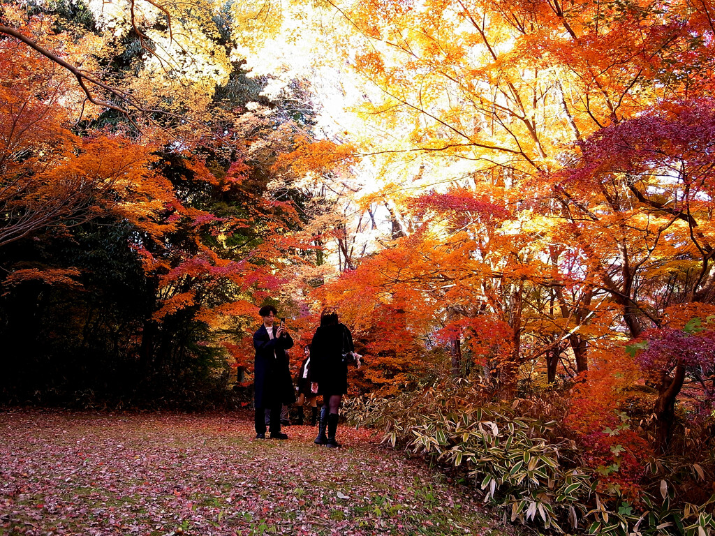 恋人たちの紅葉✿錦秋2025