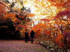 恋人たちの紅葉✿錦秋2025