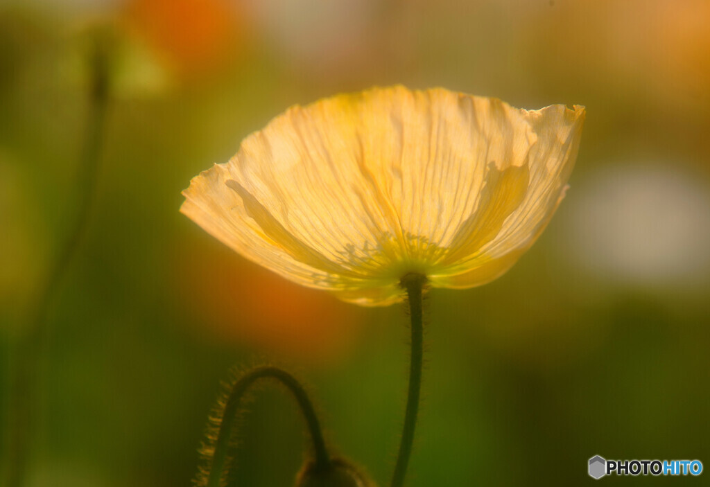 花言葉・思いやり