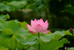 独唄♪「蓮の詩」