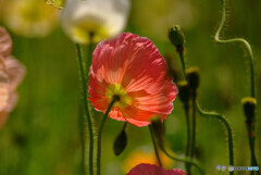 Weekend Lover✿華心