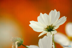 永遠の恋人❁✿2023秋