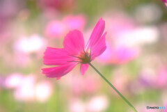 都会のOasis✿癒しの時