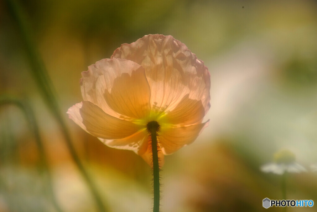 やすらぎの時❁卯月の午後