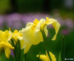 幸福の黄色い華