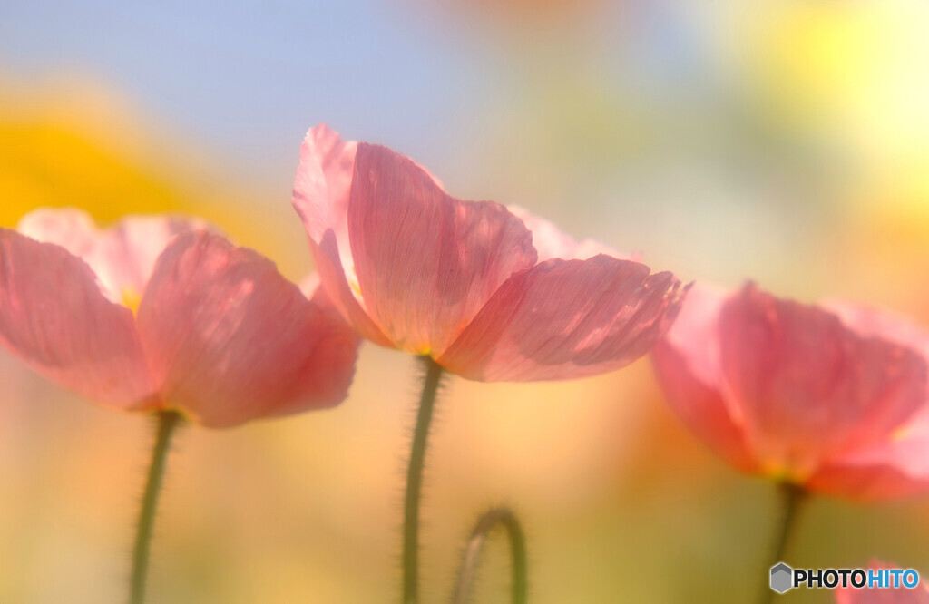 時の旅人・華