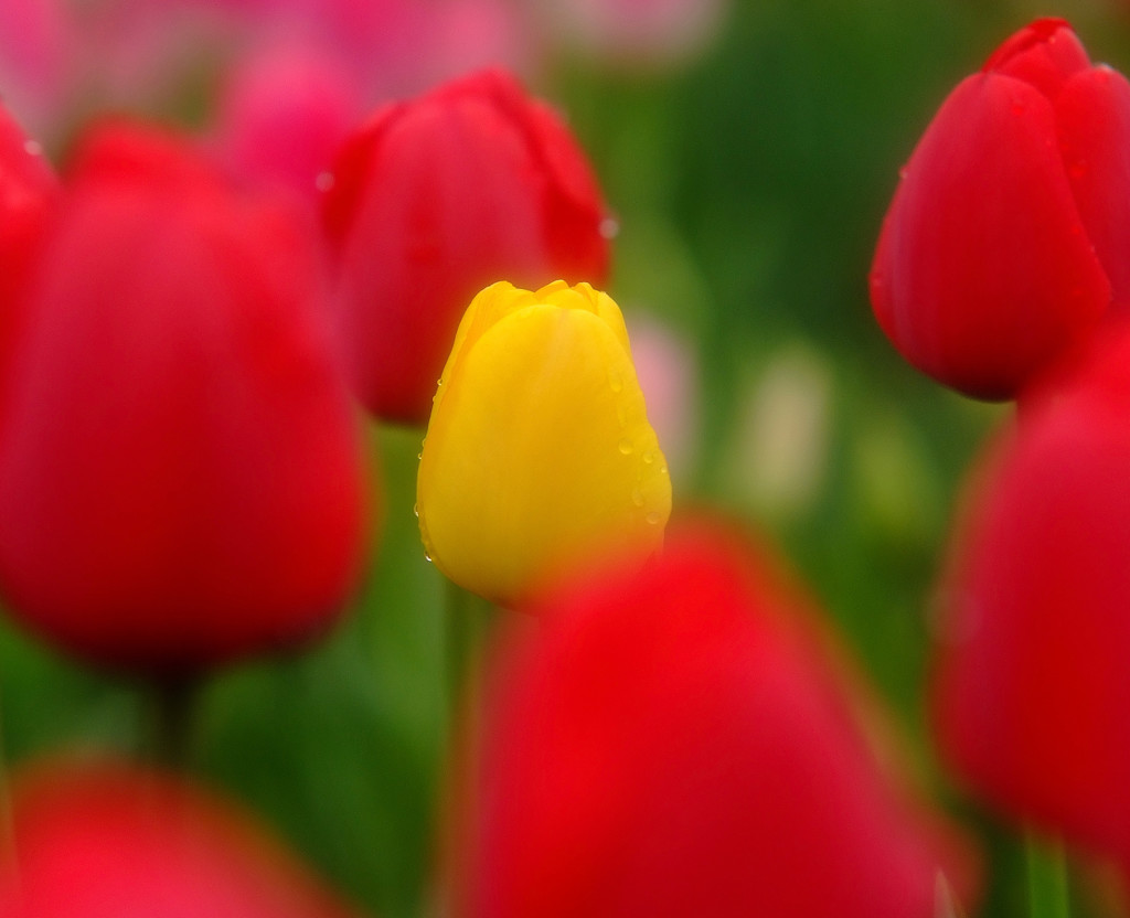 やすらぎの時間・華