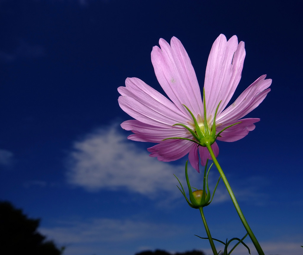 青空とコスモス