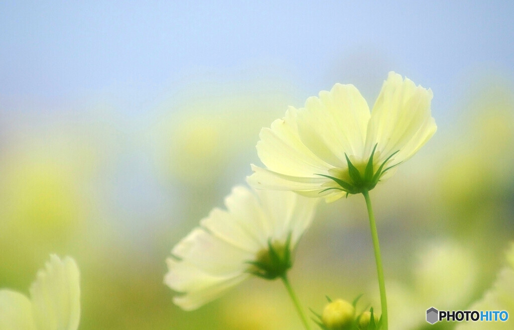 秋霞✾秋桜2024