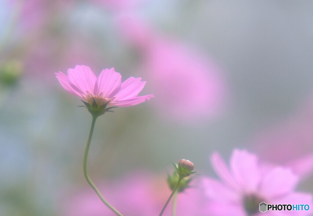 秋の足音✾こすもす
