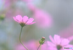 秋の足音✾こすもす