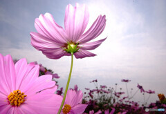 華やかに美しく・秋