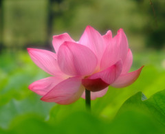 幸せの時間・蓮