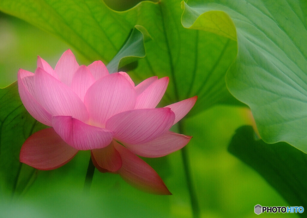 儚くも美しく・華