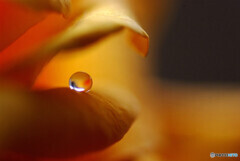 儚くも美しく✿雫