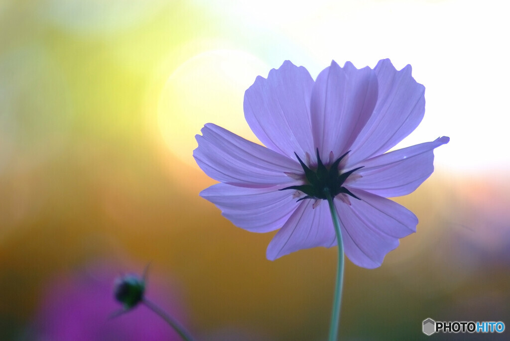 秋を楽しむ✿Cosmos