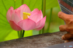 Summer Actress❁蓮