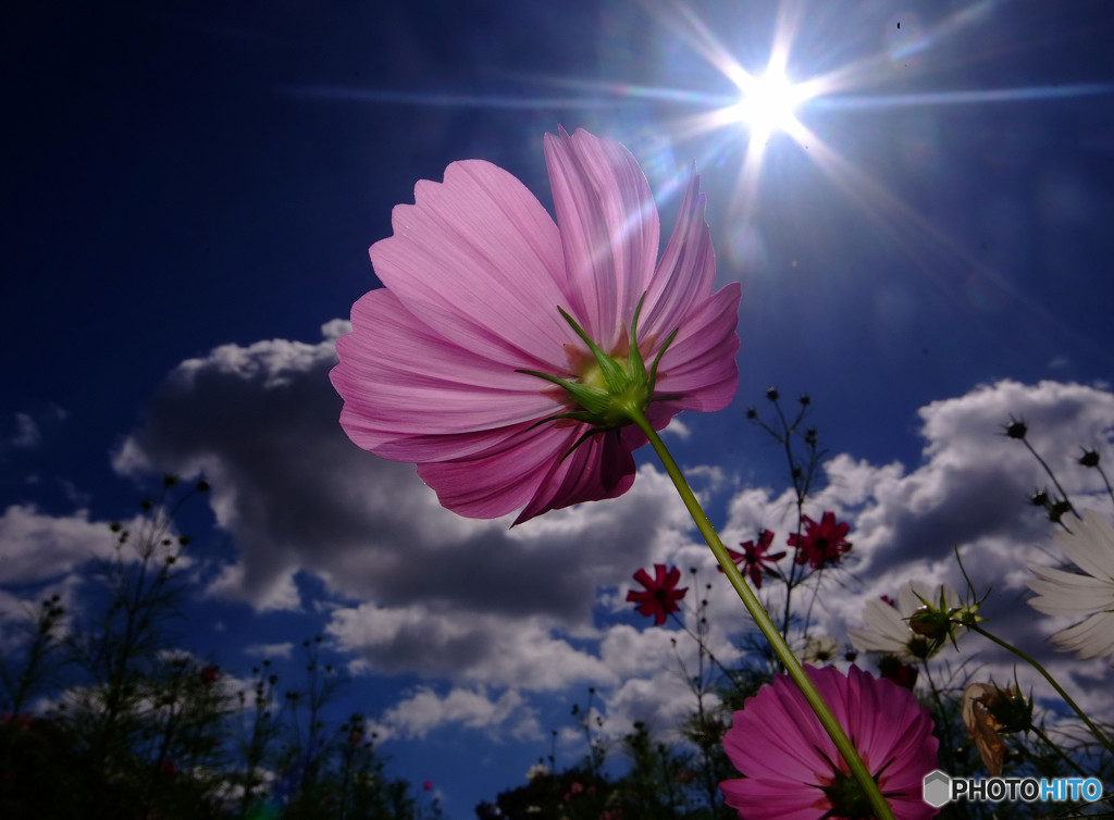 輝く君へ・秋桜