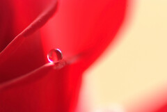 心静かに✿睦月の瞳