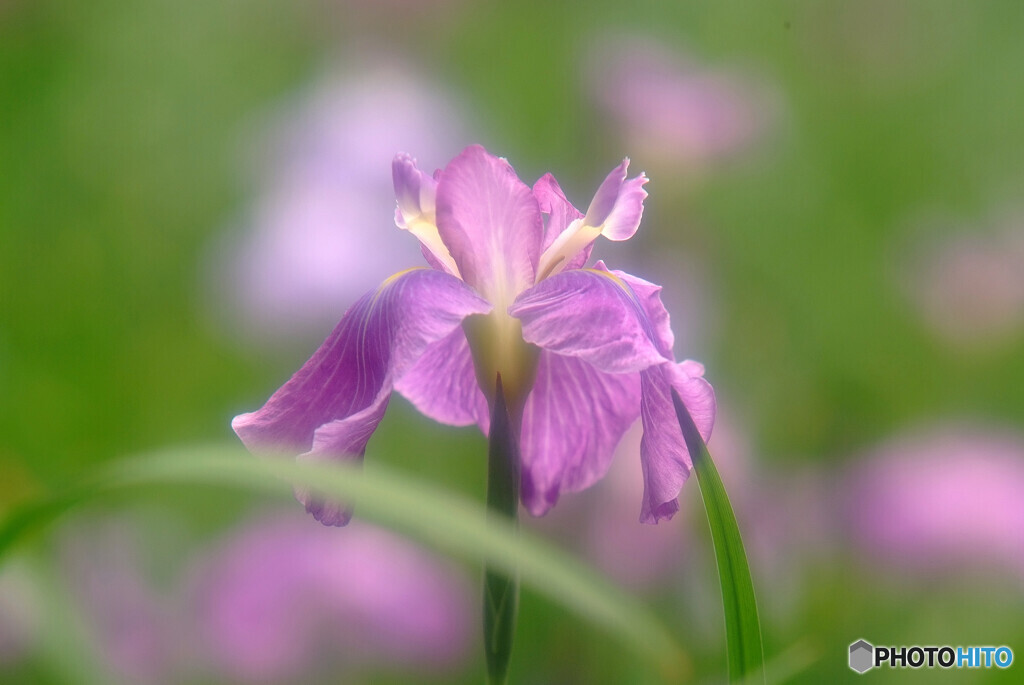 Japanese Beauty・舞