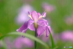 Japanese Beauty・舞