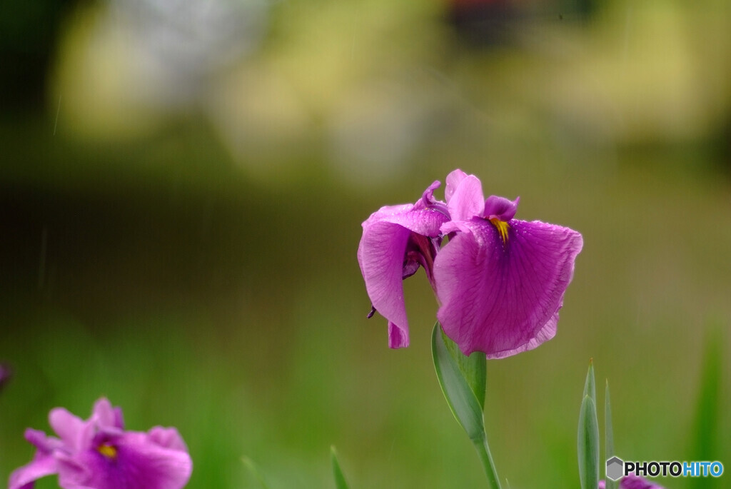 雨月の想い☂菖蒲