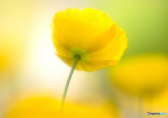 夢のつづき・華