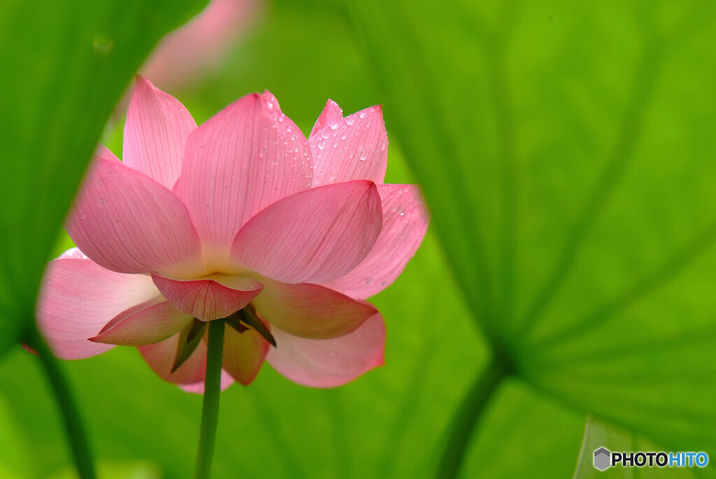 雨はお好きですか？❁蓮