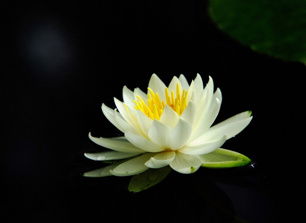 君は薔薇より美しい・睡