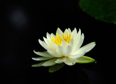 君は薔薇より美しい・睡