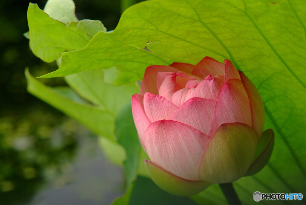 恋する惑星❁文月