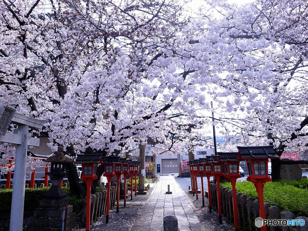 六孫王神社の桜2020