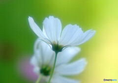 小さな秋見つけたよ・秋桜