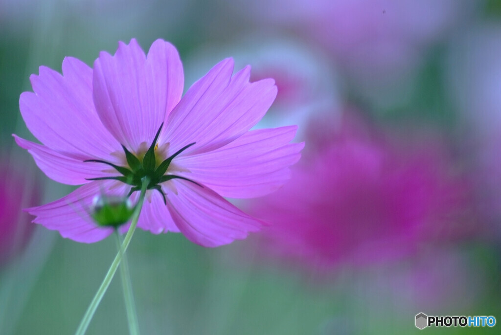 儚くも美しく❁神無月の午後