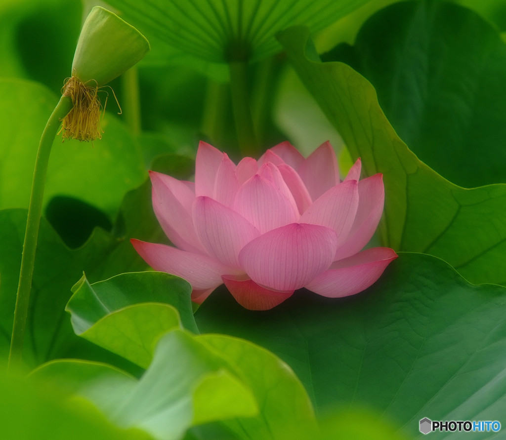 秘密の花園・華