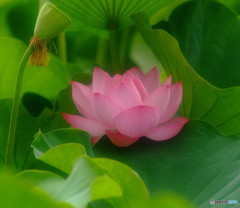 秘密の花園・華