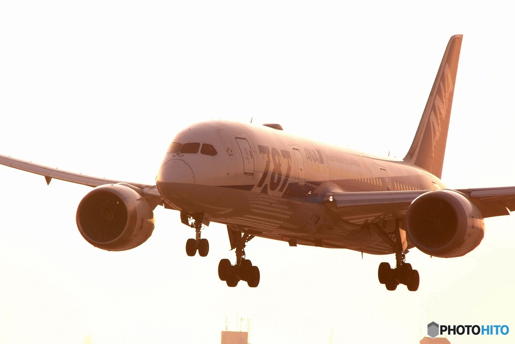 Morning BirdⅦ・Dreamliner