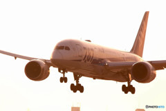 Morning BirdⅦ・Dreamliner