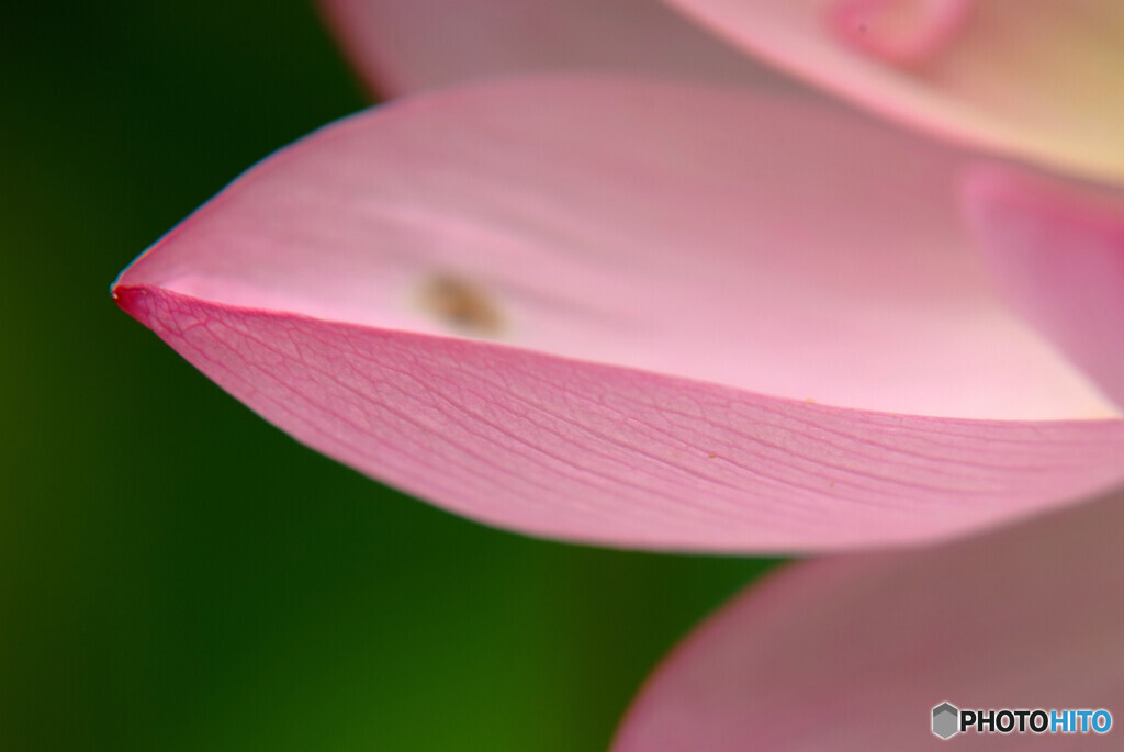 蓮舟✿文月の彩