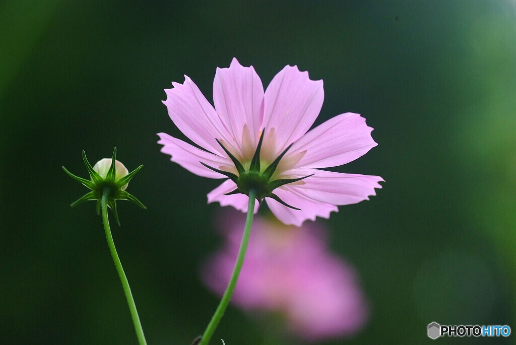 おかえり✿Cosmos2024