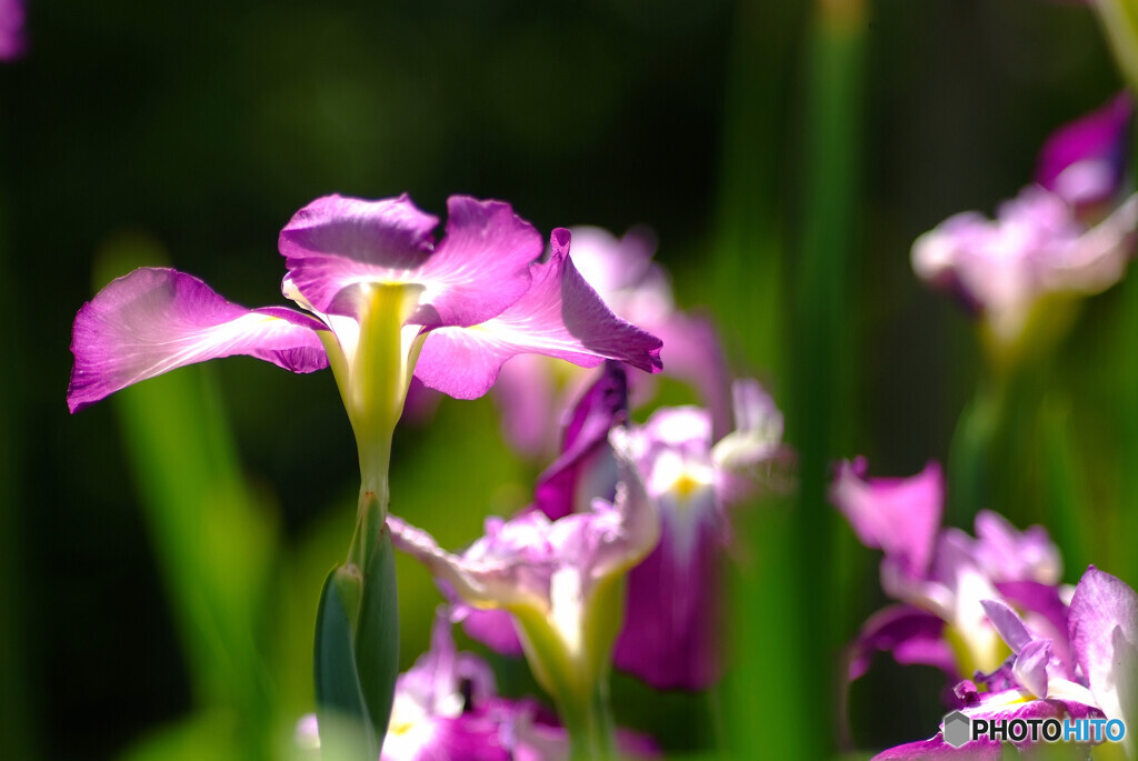 水月の舞❁菖蒲