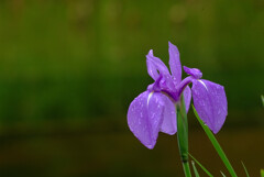 ☂月の彩✿Iris laevigata