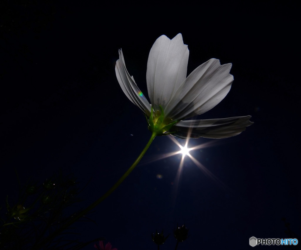 勝利の女神・華