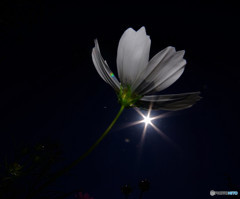 勝利の女神・華
