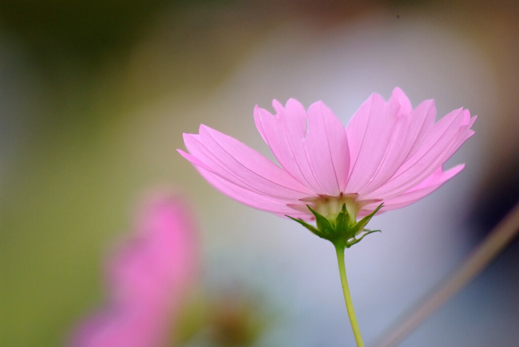 Natural Beauty✾秋2025