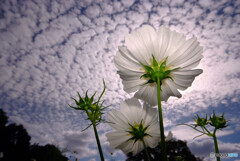 俺のCOSMOS❁2024秋