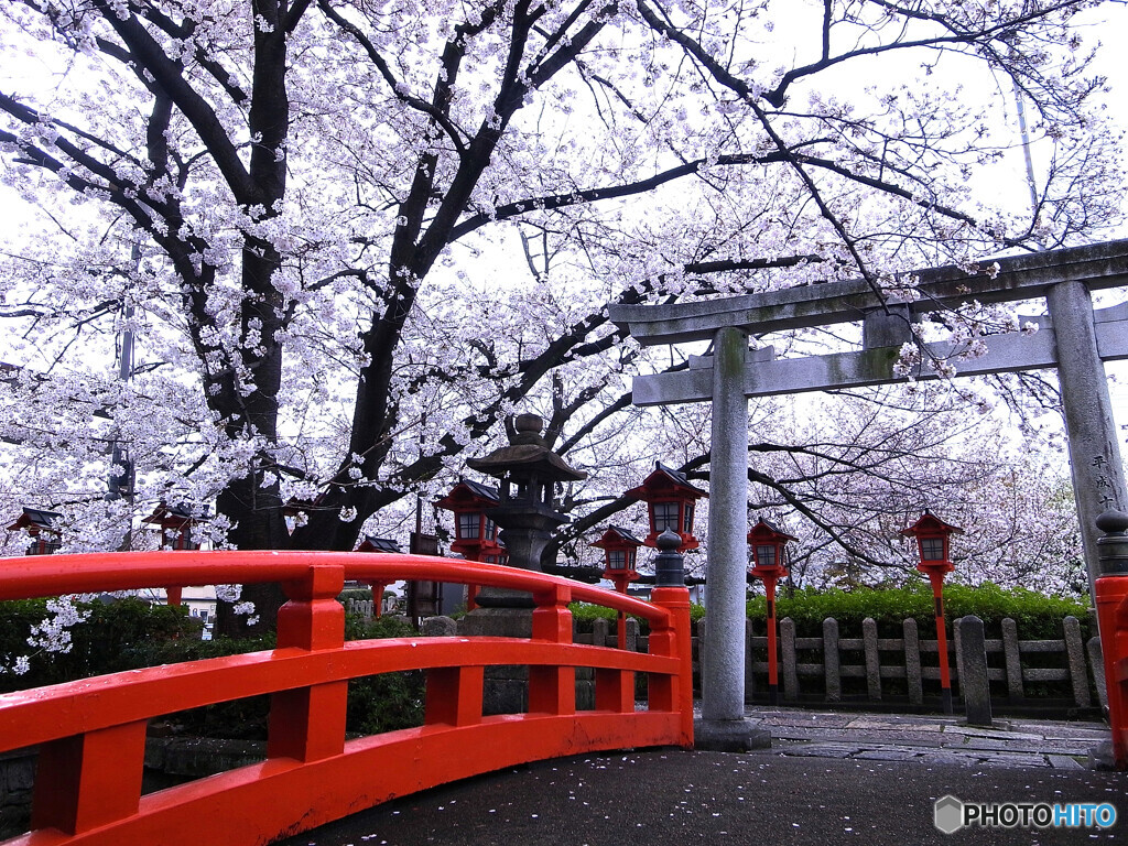 そうだ！京都に帰ろうⅡ✿2023桜