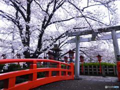そうだ！京都に帰ろうⅡ✿2023桜